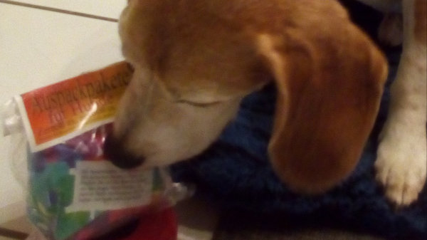 Beagle untersucht Auspackpaket